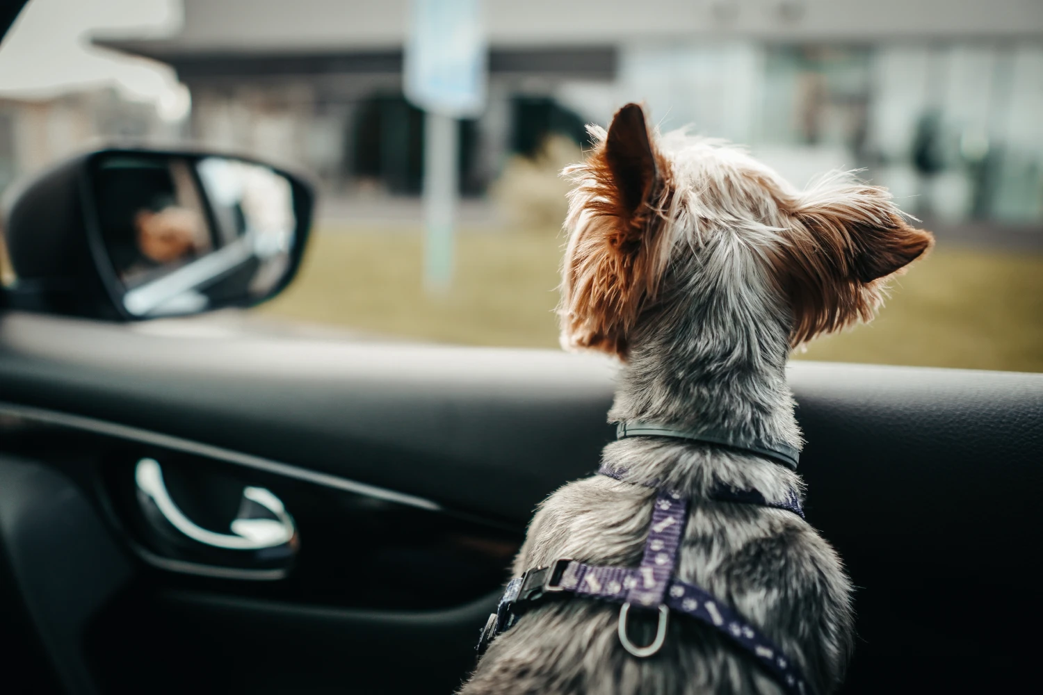 BMW 3 Series Dog Carrier Car Seat for Biewer Terrier