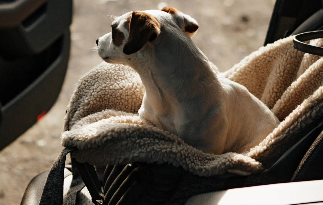 Dog Carrier Purse for Russell Terrier