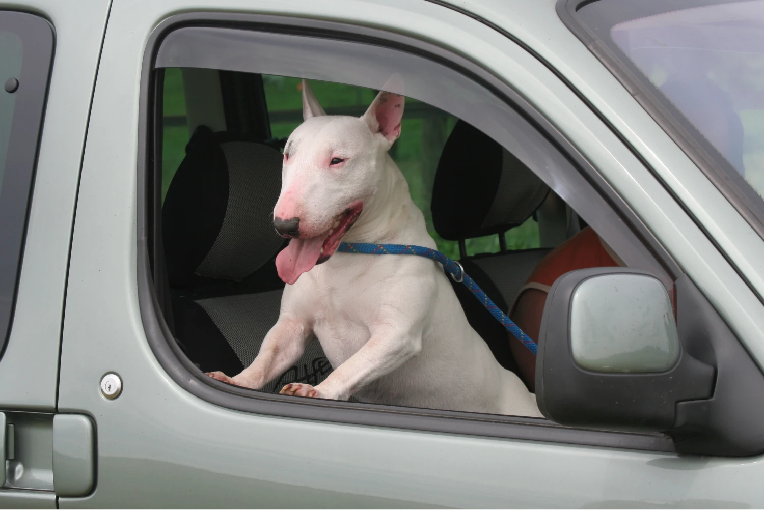 Honda Fit Dog Safety Belt for Bull Terriers