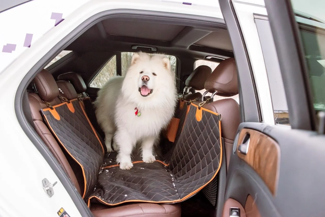 Honda Odyssey back seat cover for Weimaraners